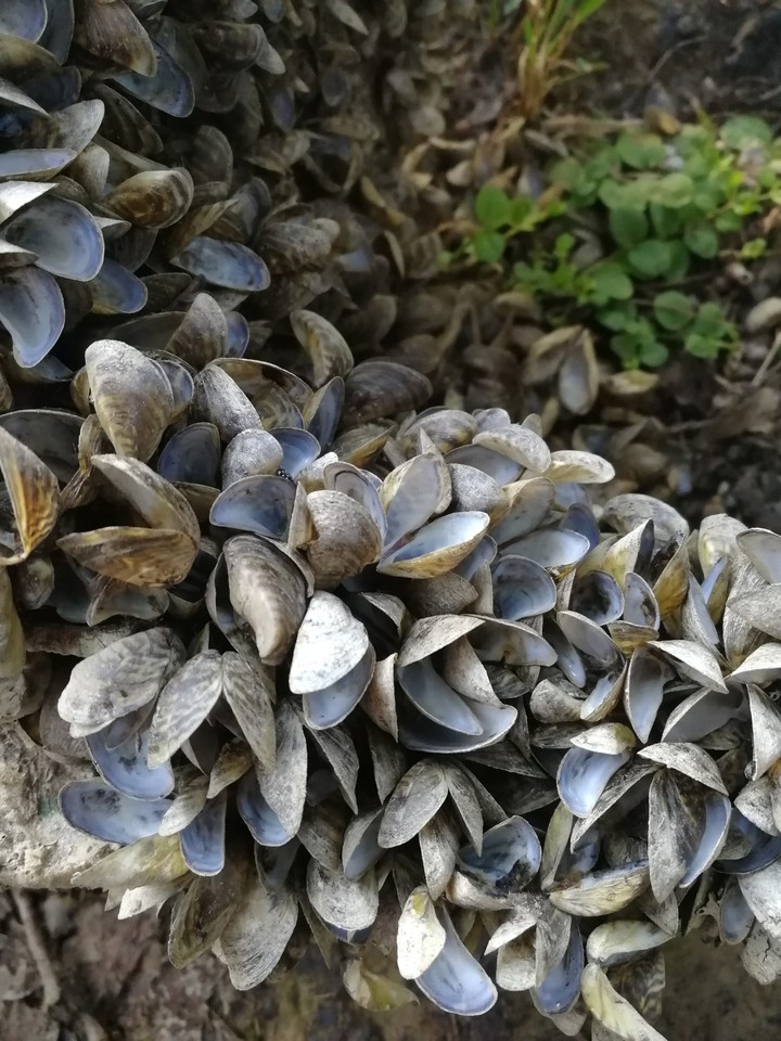 Shells