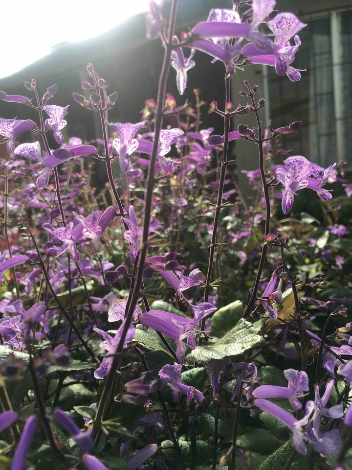 purple.