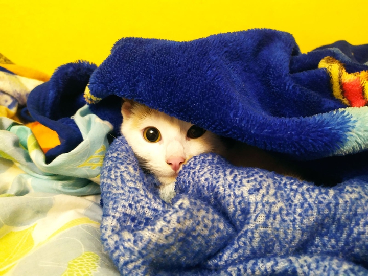Litte cat