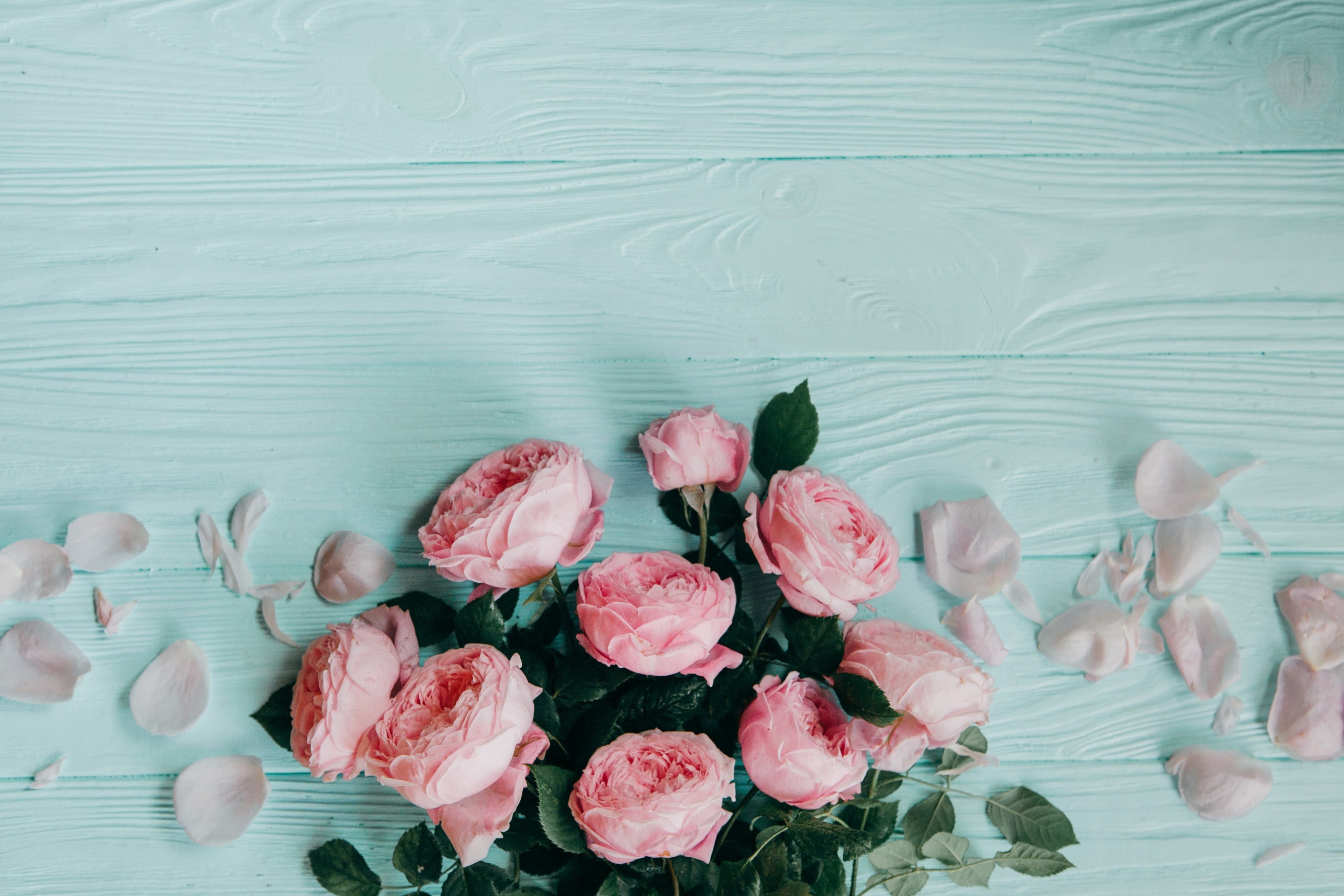 pink, floristry Hintergrundbilder