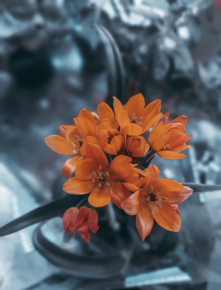Ornithogalum