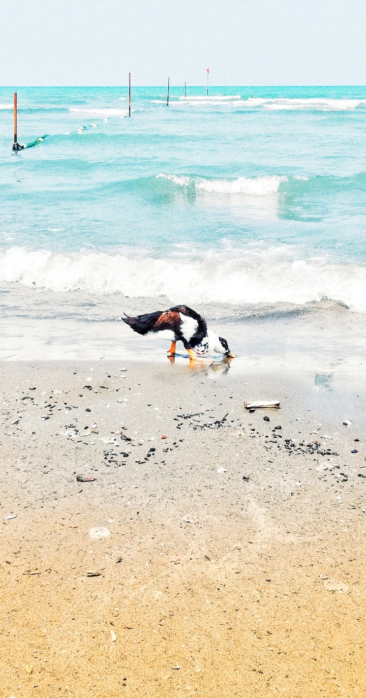 Iran, Anzali, beautiful sea