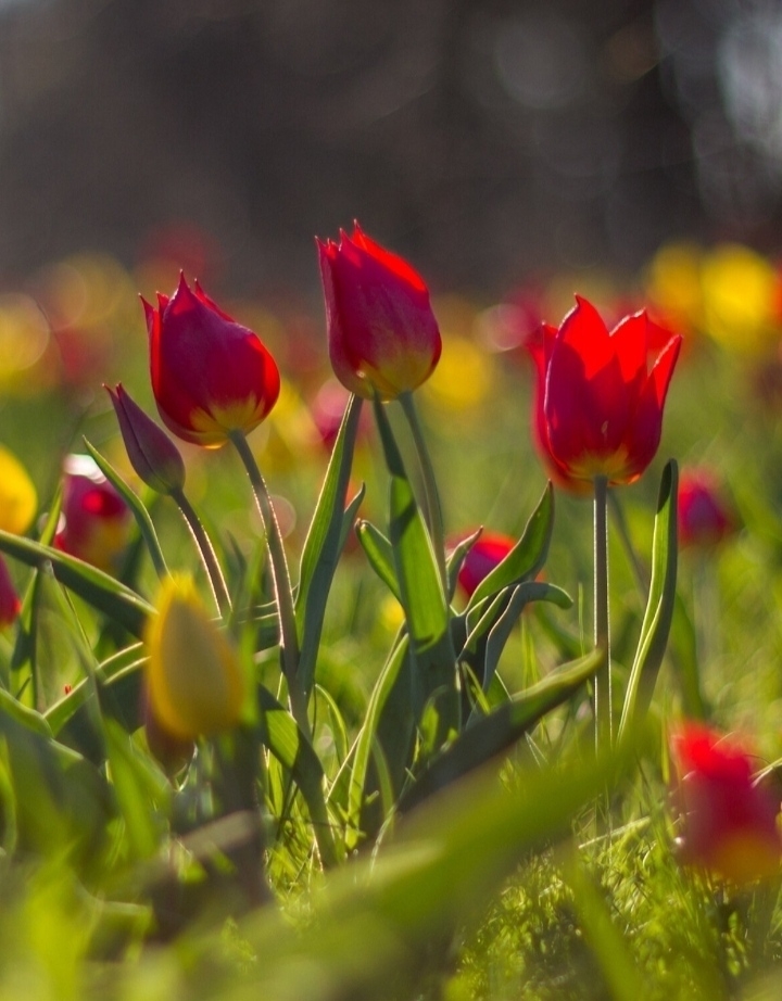 Y❤️  Red tulips