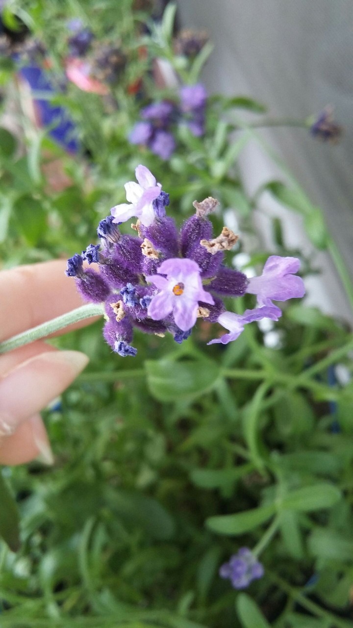 Lavender
