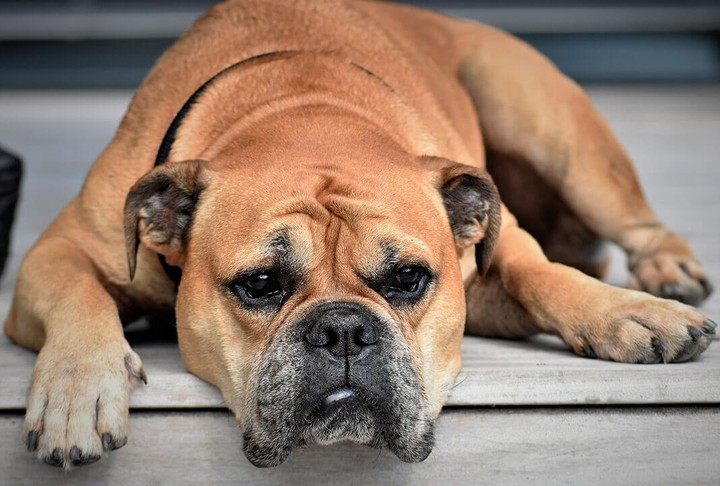 Dog
