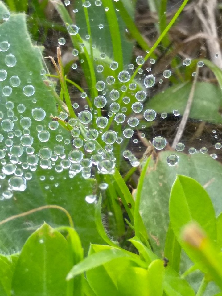 水珠