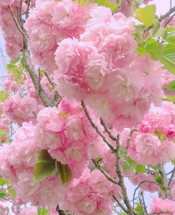 Flower Bloom
