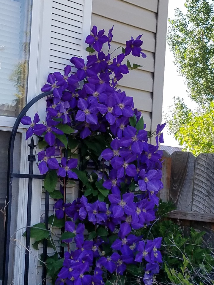 my clematis