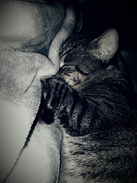 My cat