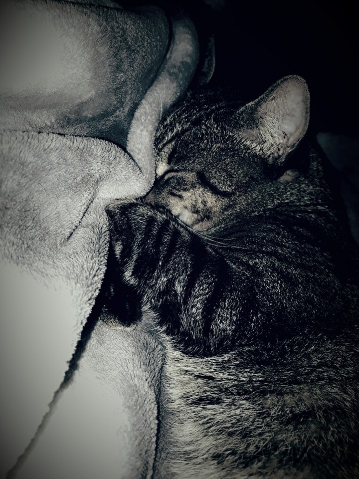 My cat