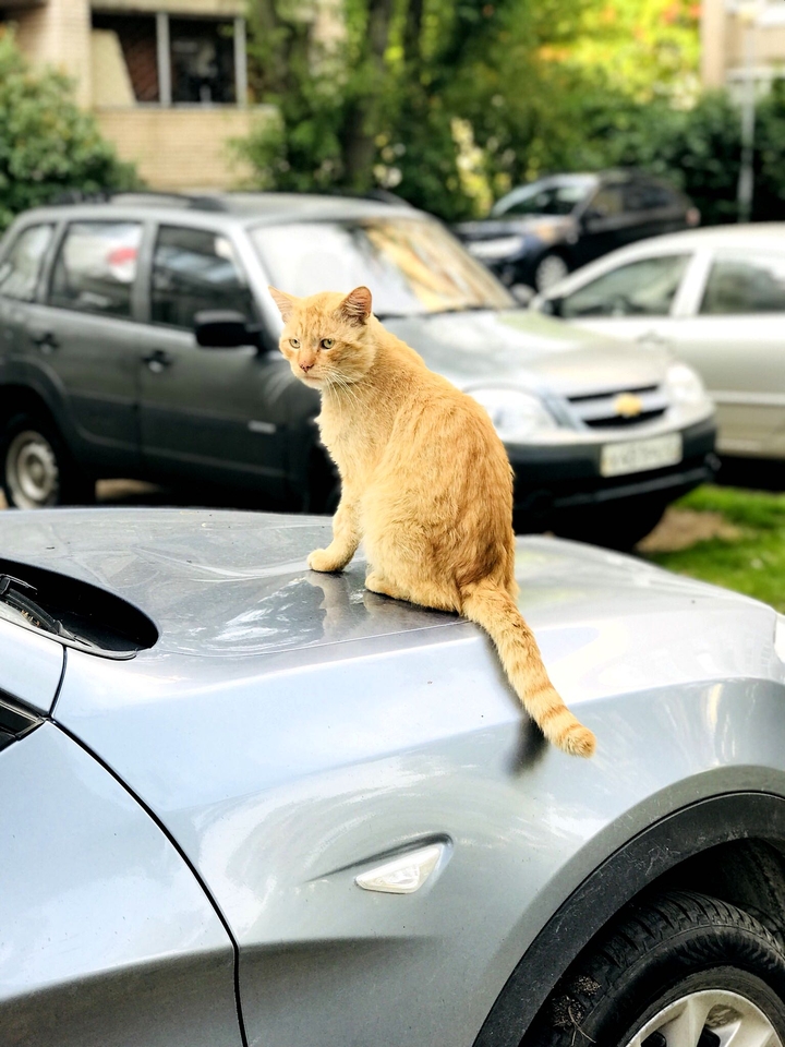 кот