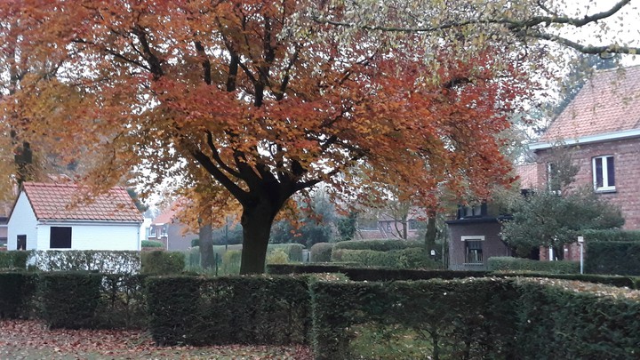 tree