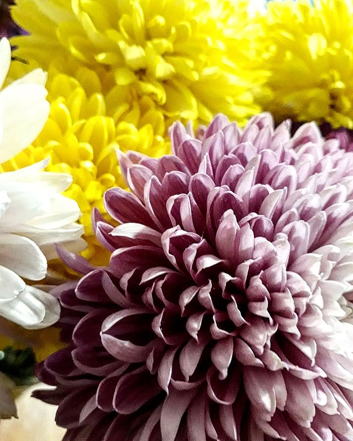 #flowers
