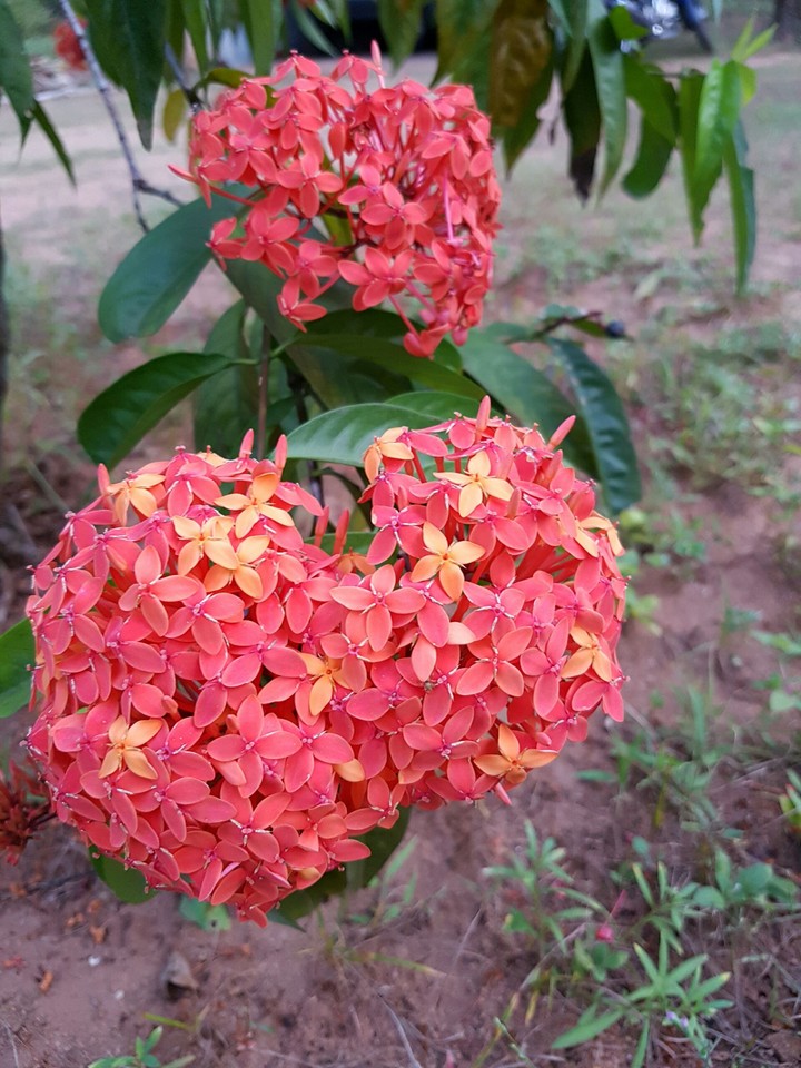 Flower