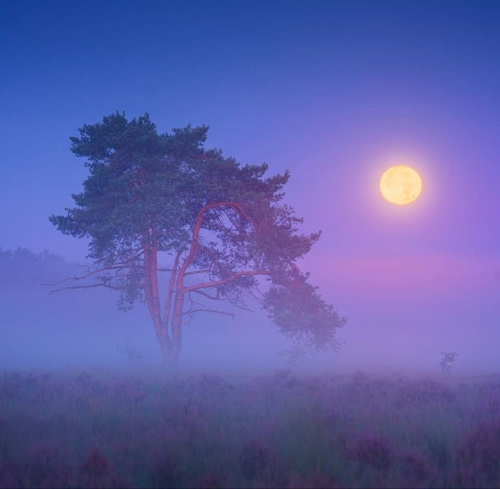 #fog