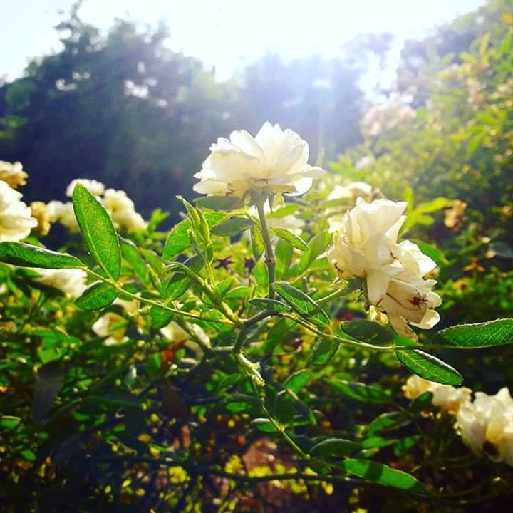 rose...