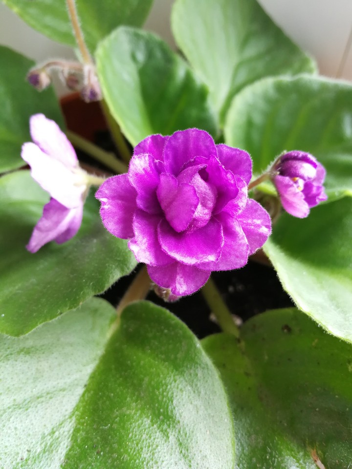 flower violet