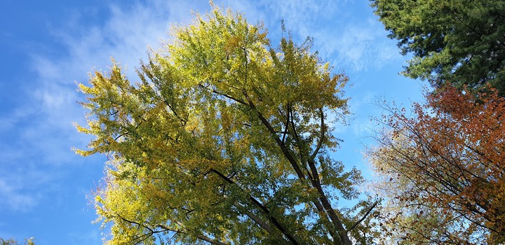 cirl automnale