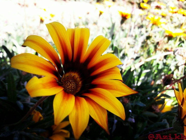 Sun smiles !