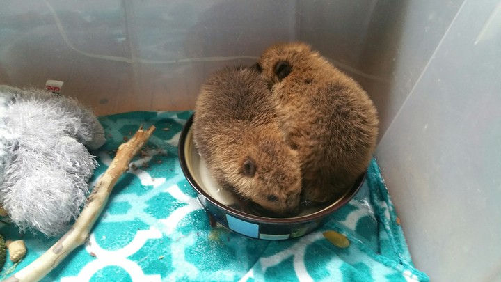 baby beavers