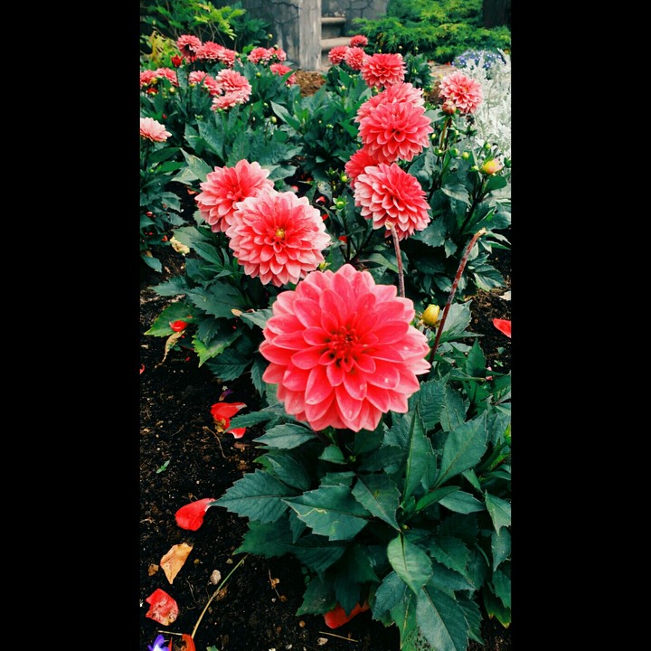Nature