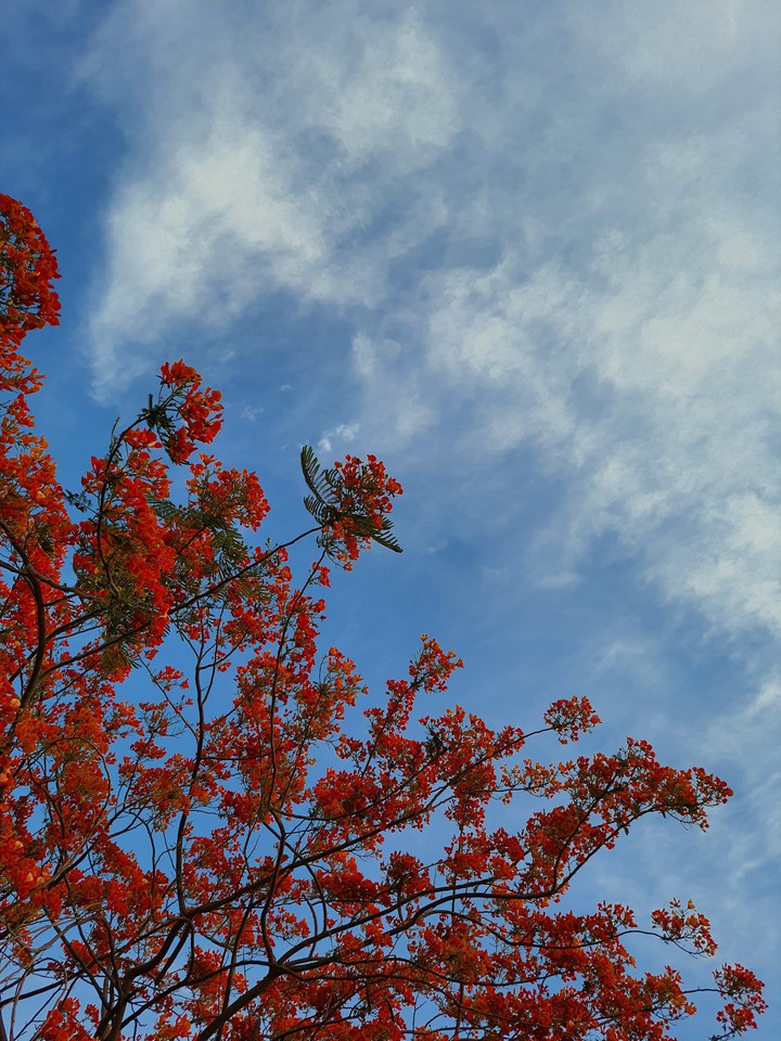 Red blossom