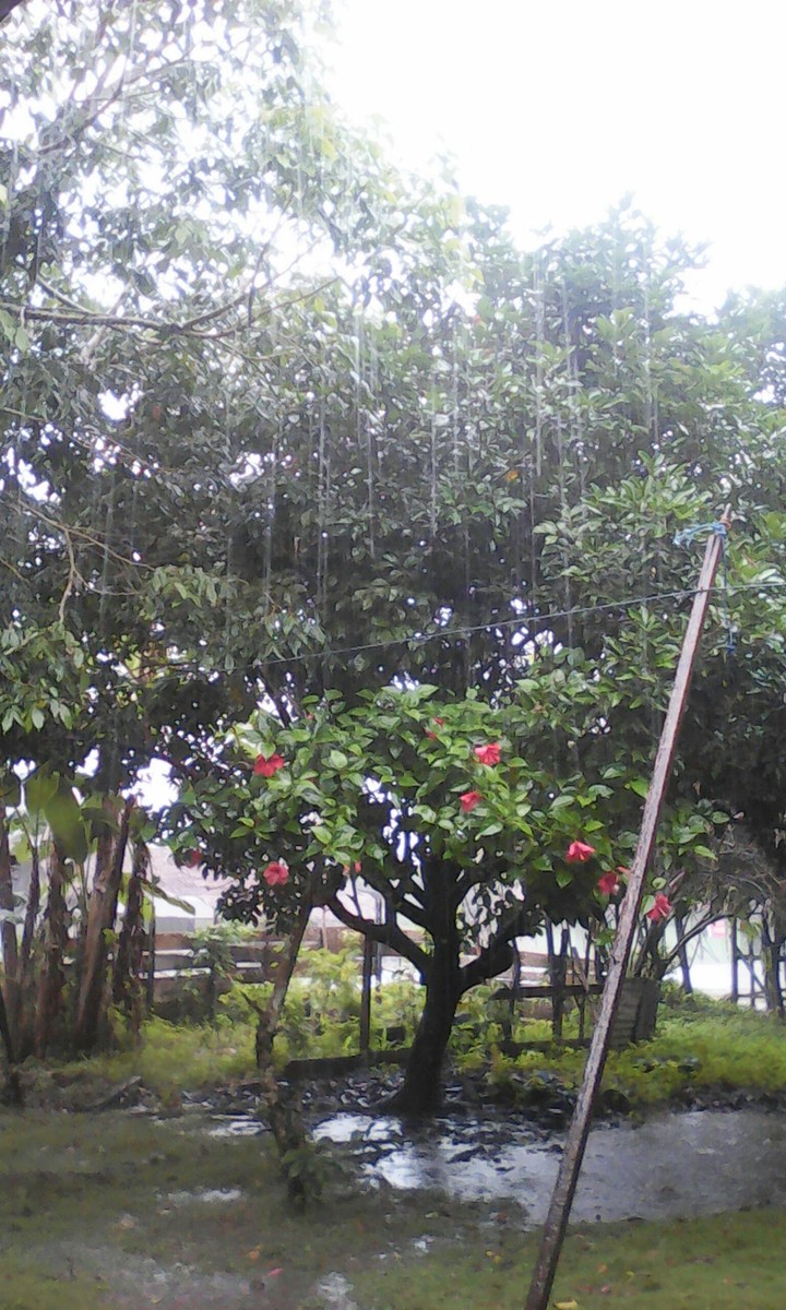Rainy Season