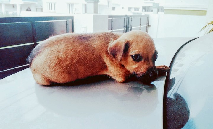 Dog