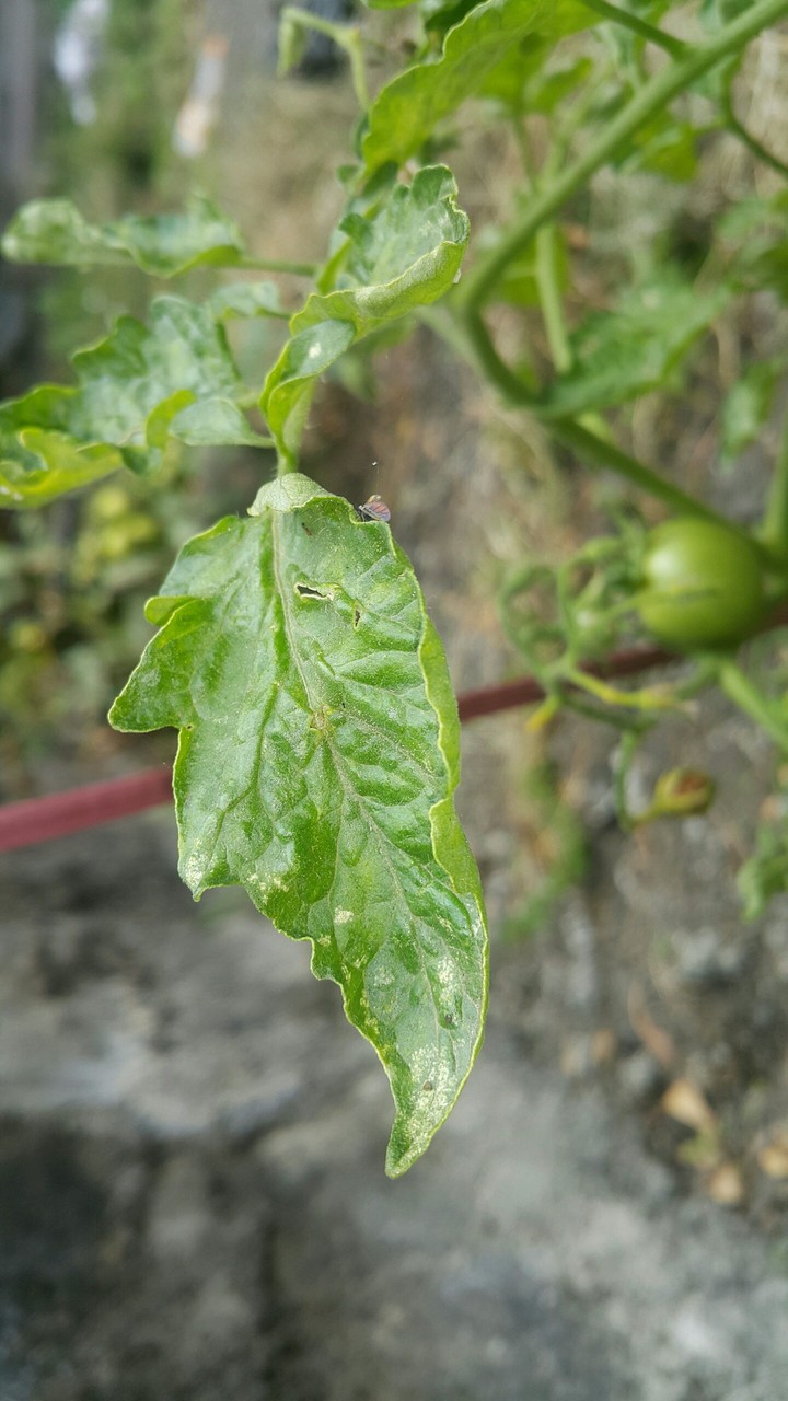 tomato plant