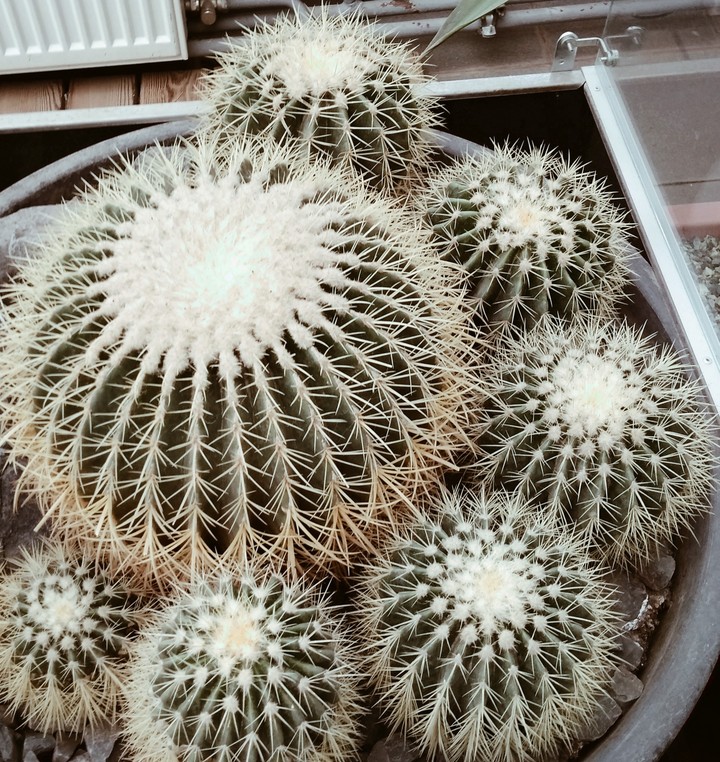 Кактус