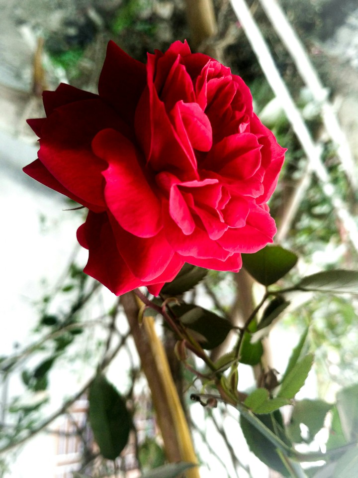 rose