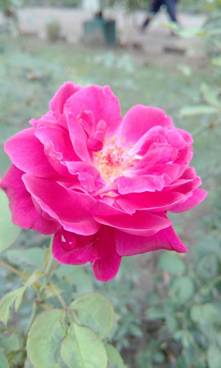 rose