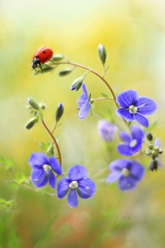 ladybug