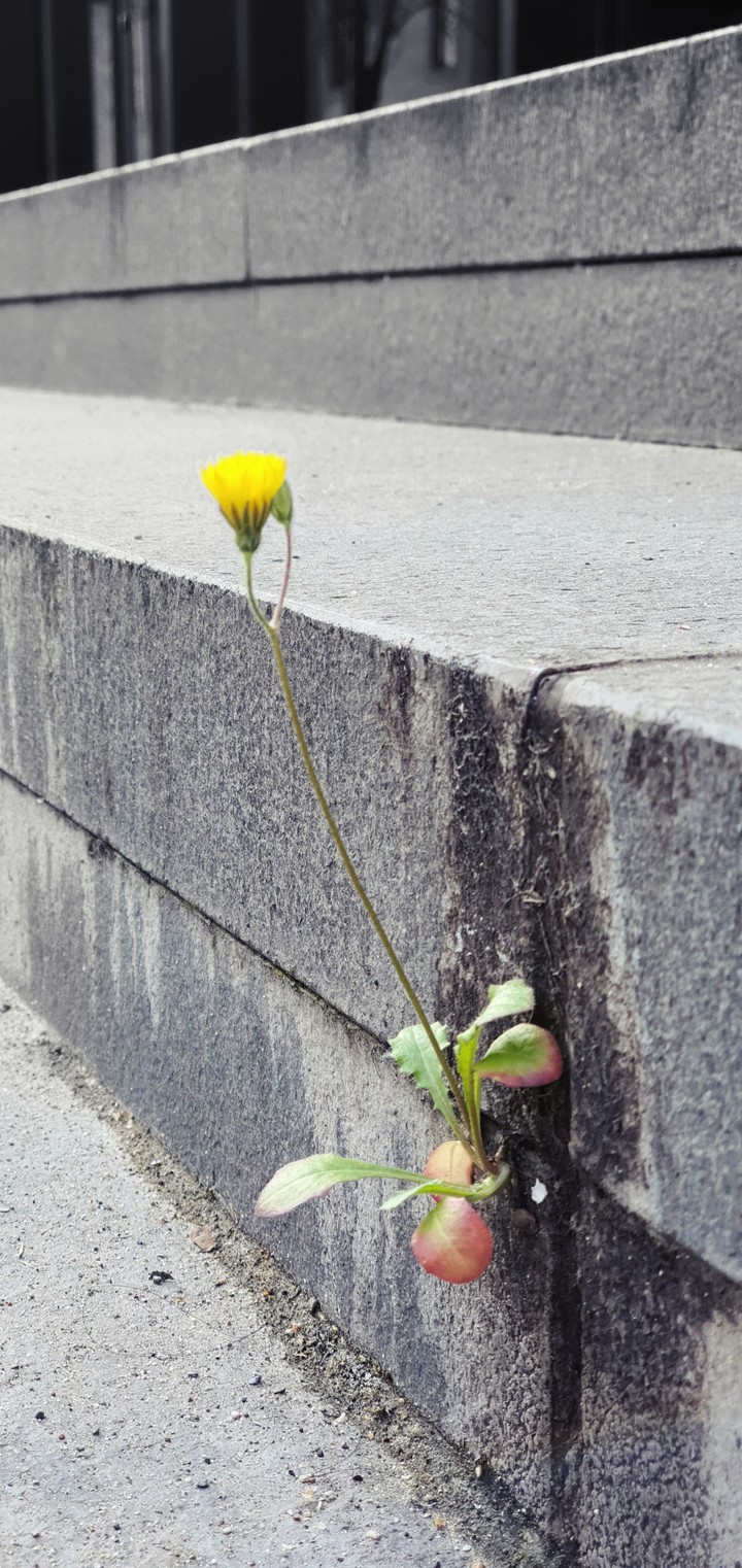 flower alone...