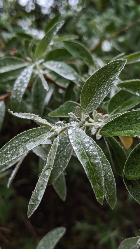 subshrub, leaf wallpapers