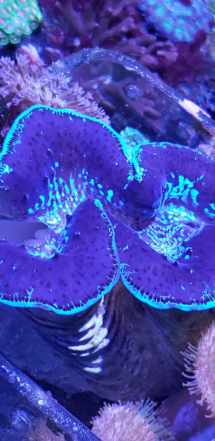 blue