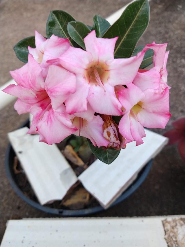 Rosa do deserto