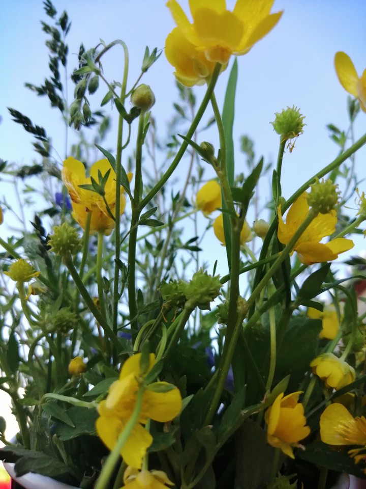 flowers...