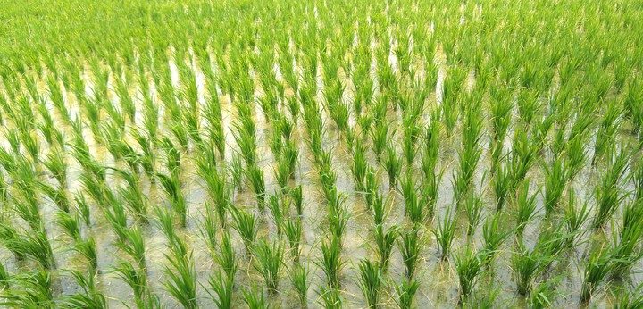 paddy field