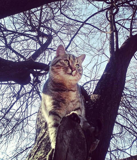cat