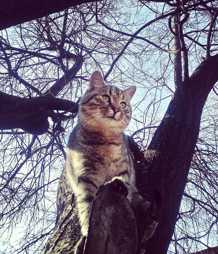 cat