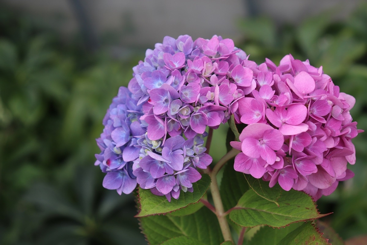 紫陽花