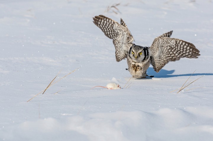 nord hawk-owl
