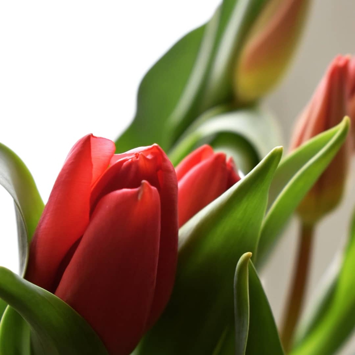beautiful tulips