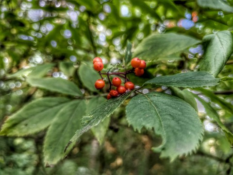 Green, Berry, Fruit