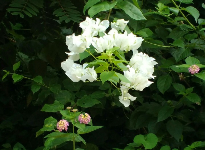 Flowers