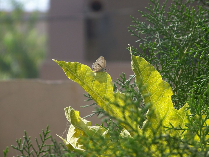 butterfly