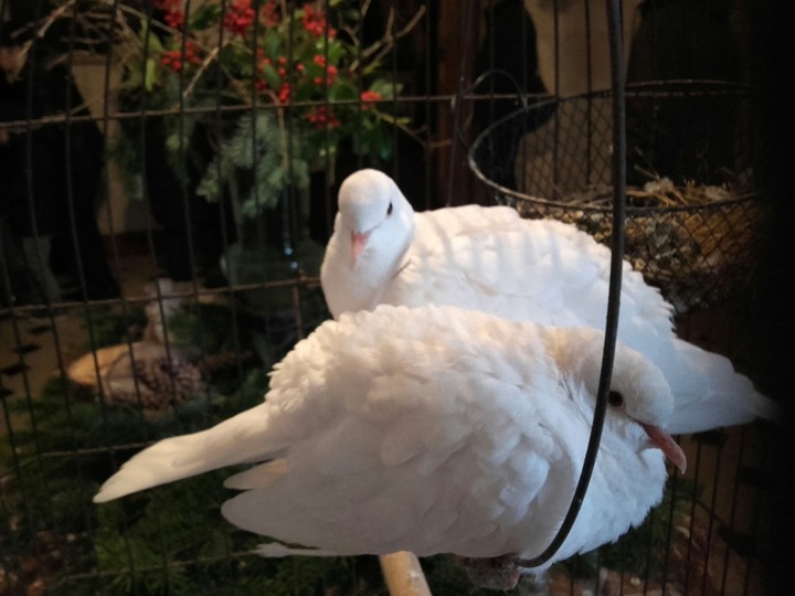 white bird