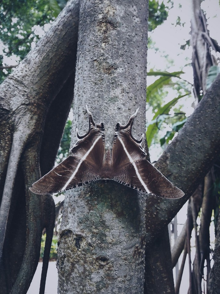 MOTH