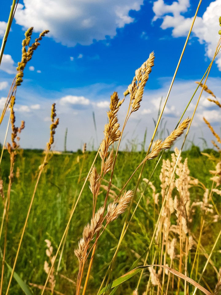 Summer field
